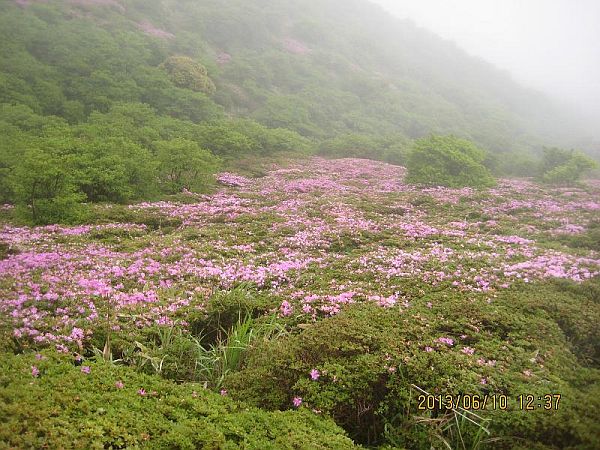 012s・牧ノ戸から登山・ミヤマミリシマの花sss.jpg