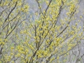 祇園山⑤あめに打たれたシロモジの花が鮮やか.jpg